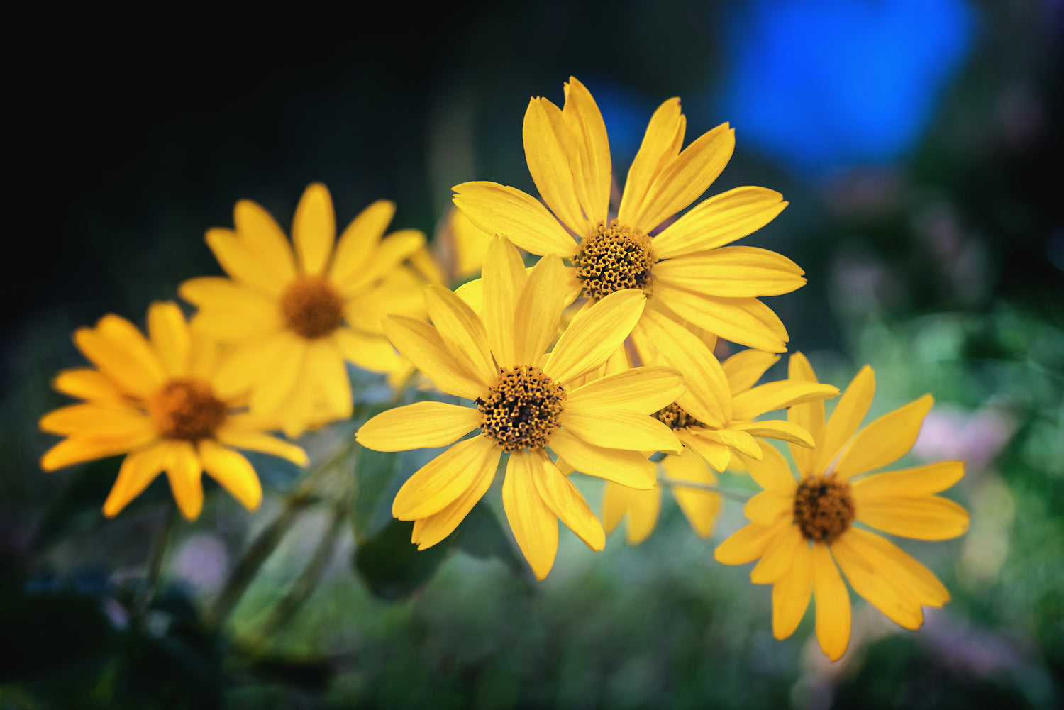 Bright yellow Arnica flowers in bloom, commonly used for reducing swelling and bruising in skincare
