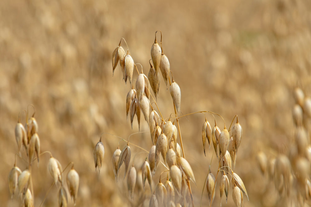 Avena Sativa Kernel Extract in a field