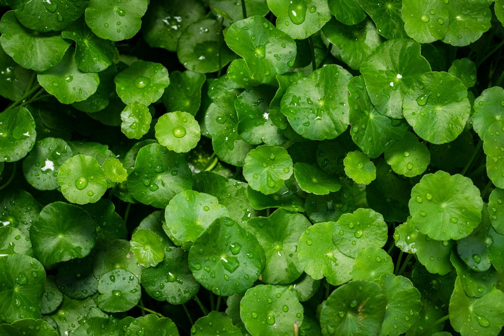Centella asiatica leaves with water droplets