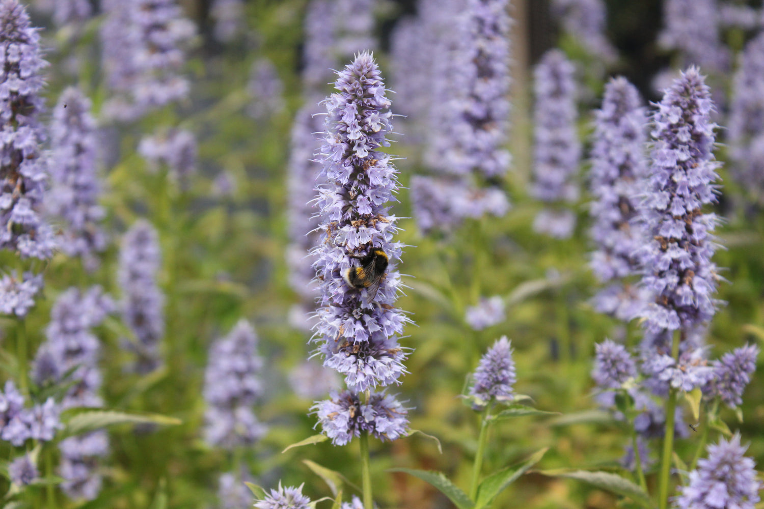 tall stalk of light purple Agastache Mexicana flowers with a bee perched on one bloom, symbolizing its antioxidant and anti-inflammatory properties