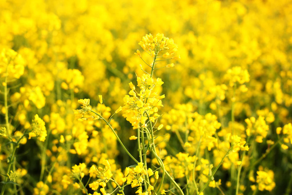 photo of Rapeseed extract for Brassica Napus Seedcake