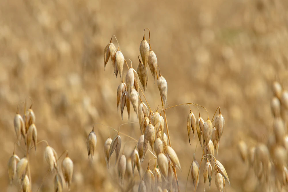 photo of Avena Sativa Kernel Oil extract